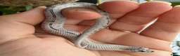 Snake reptiles for sale: Various Western Hognose Hatchlings - Advert 9