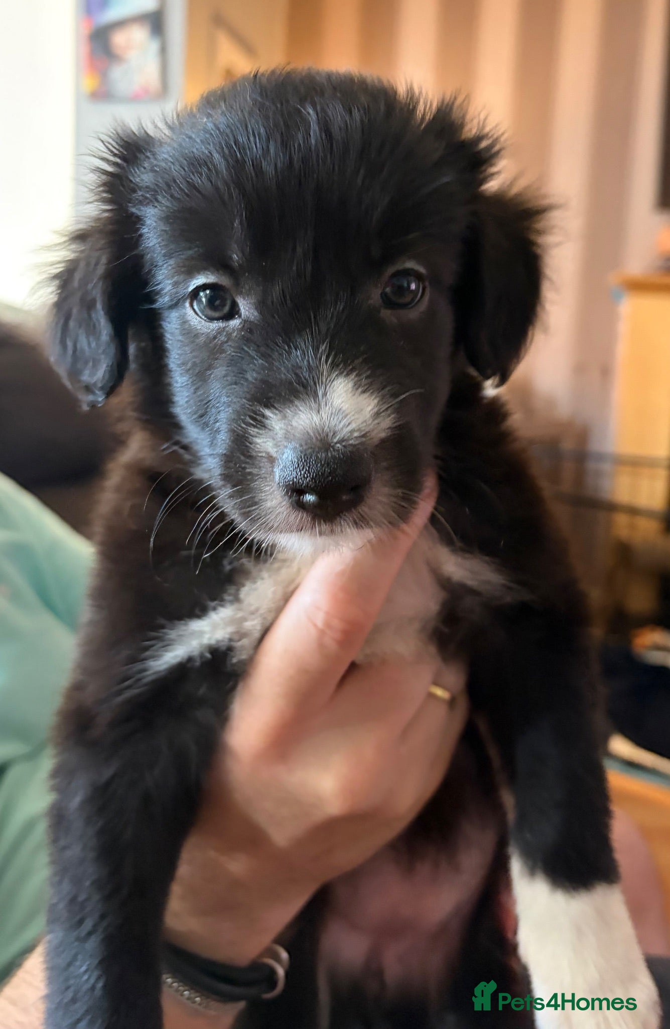 Mixed Breed dogs Border collie / bearded collie puppies - Advert 2