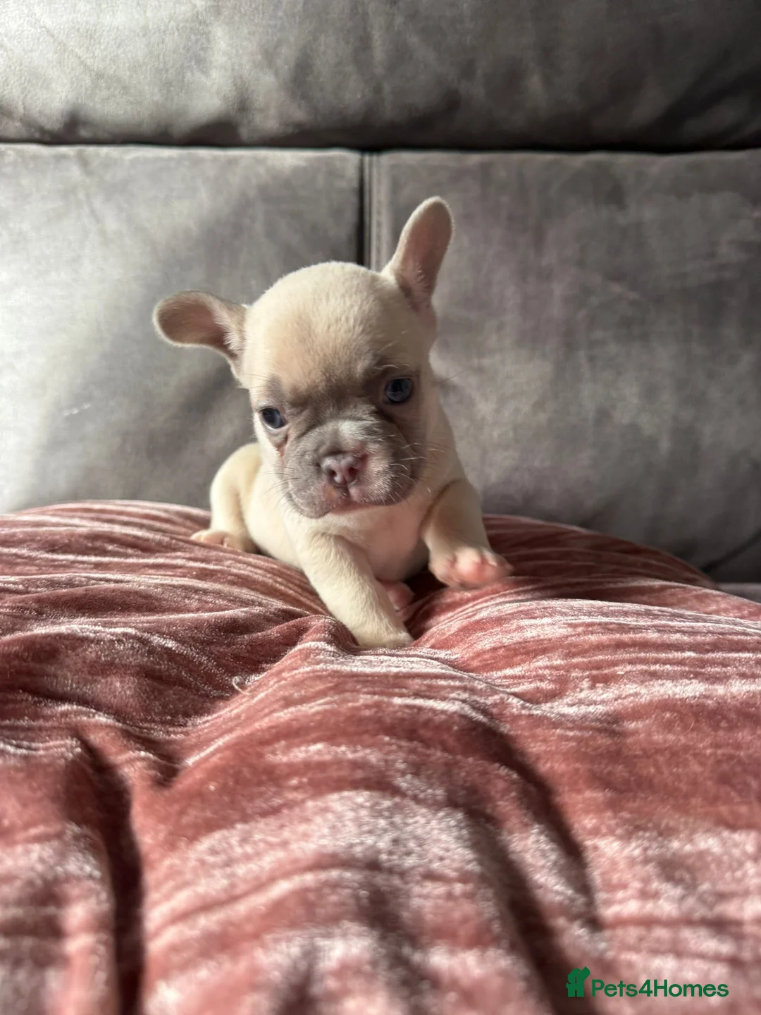 French Bulldog dogs for sale: French bulldogs for sale  in Bristol - Advert 9