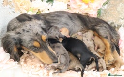 Miniature Dachshund dogs for sale: KC Longhair Miniature Dachshund Puppies - Image 40