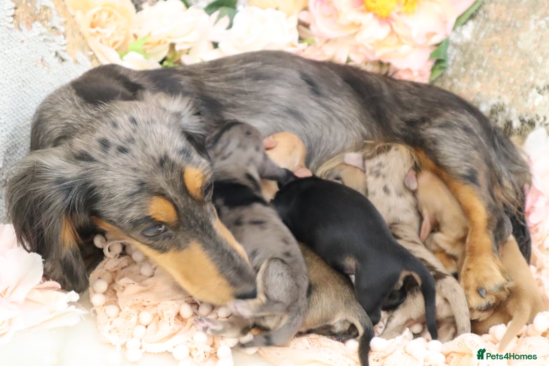 Miniature Dachshund dogs for sale: KC Longhair Miniature Dachshund Puppies - Image 40