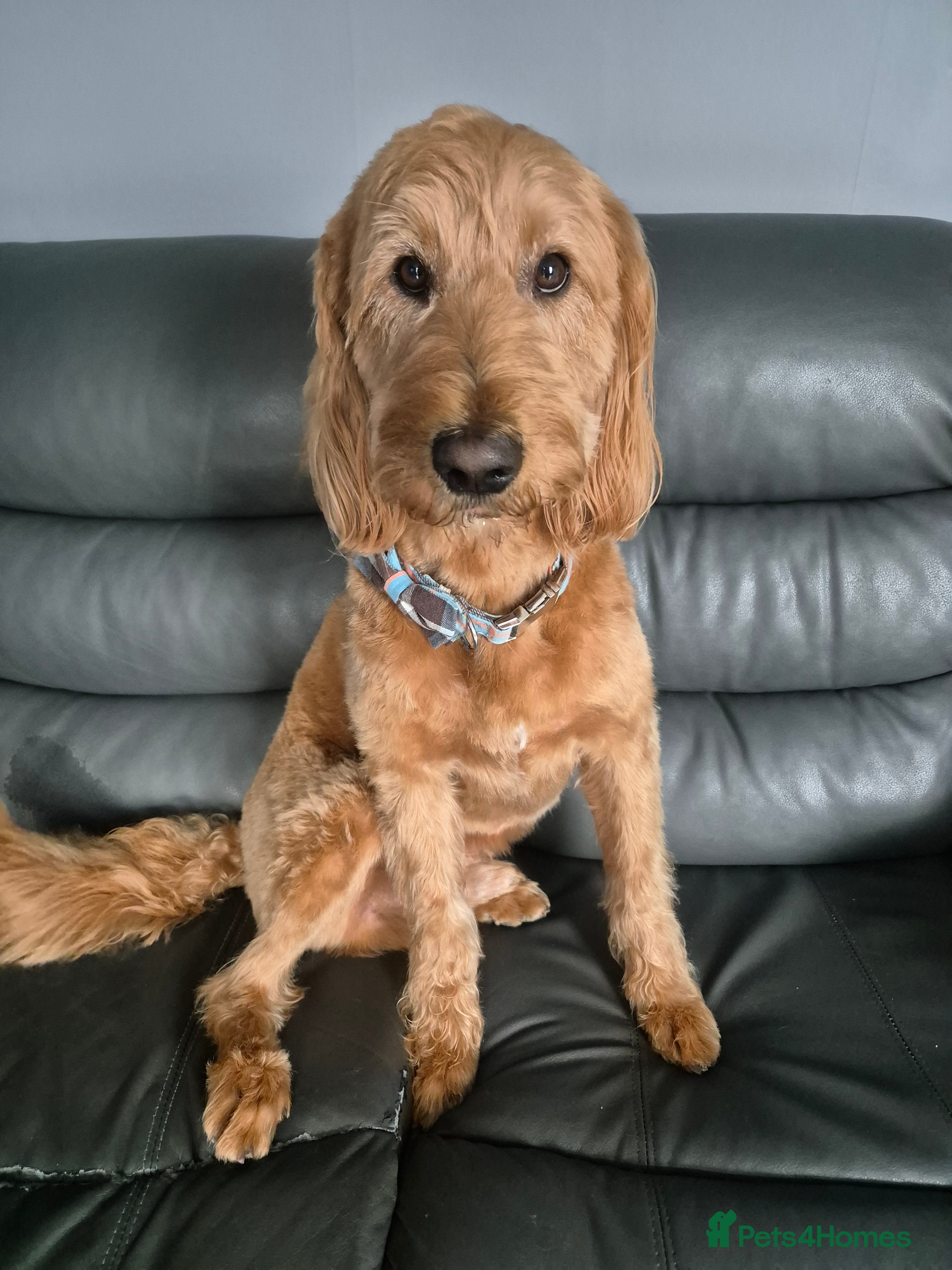 Labradoodle dogs Bailey the stud  in Glasgow - Advert 1