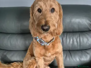 Labradoodle dogs Bailey the stud in Glasgow - Advert 2