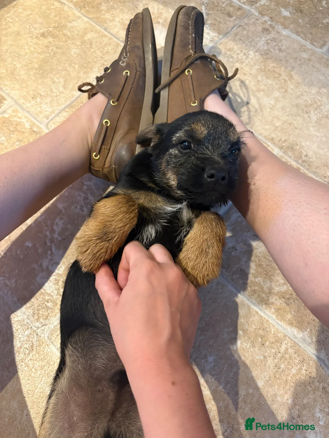 Border Terrier dogs for sale: 1x Border Terrier boy pup for sale  - Advert 7