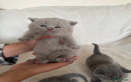 British Shorthair cats for sale: Gorgeous purebred British shorthair kittens - Image 9