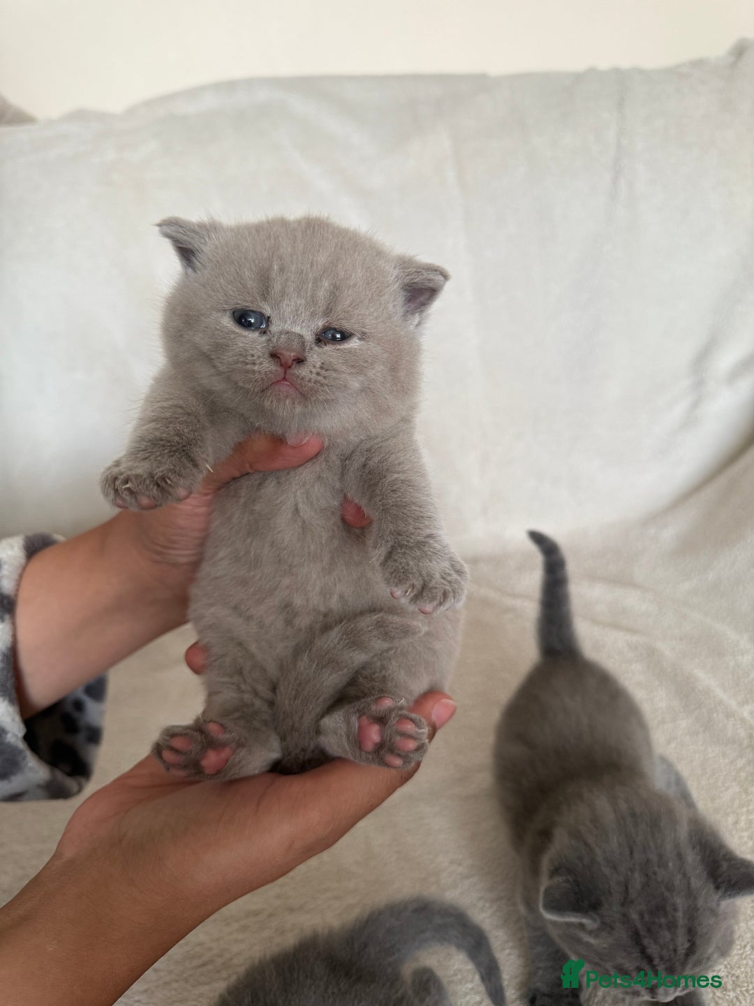 British Shorthair cats for sale: Gorgeous purebred British shorthair kittens - Image 9
