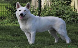 White Swiss Shepherd dogs for stud: White Swiss Shepherd Frozen Semen for Sale  - Image 1