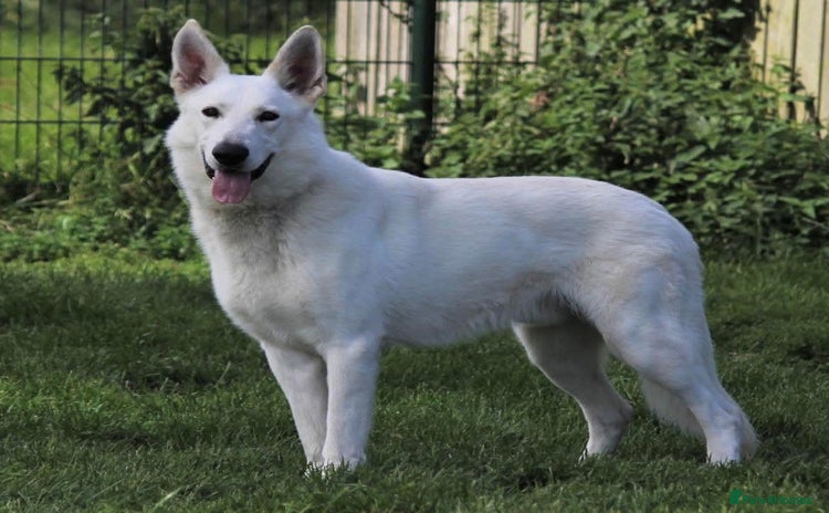 White Swiss Shepherd dogs - Advert 1