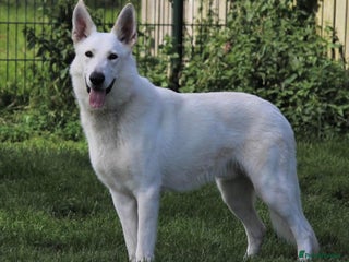 White Swiss Shepherd dogs - Advert 2