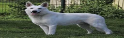 White Swiss Shepherd dogs for stud: White Swiss Shepherd Dog (Short Coat) Frozen Semen - Advert 1