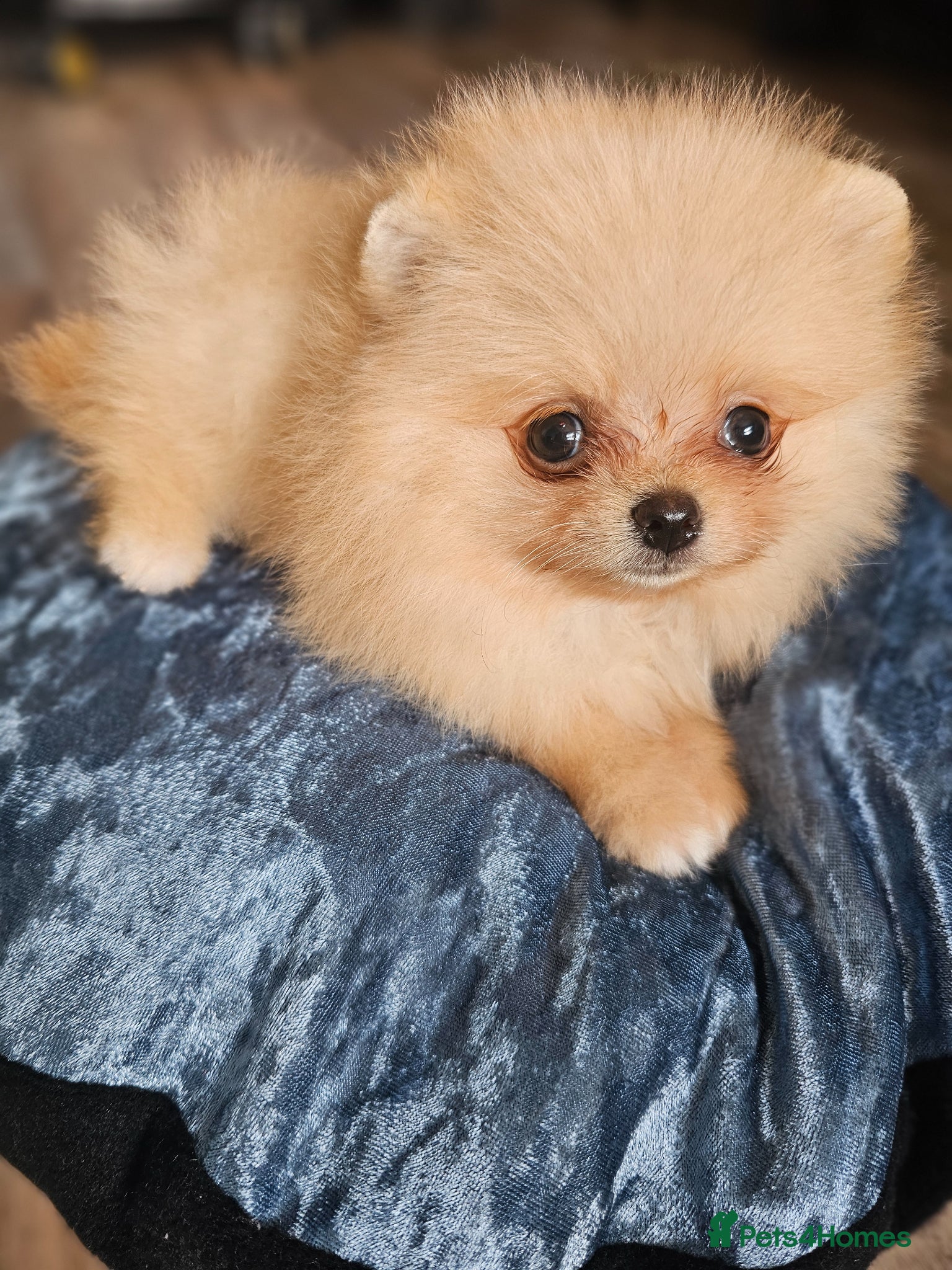 Pomeranian dogs for sale: Pom puppies - Advert 6