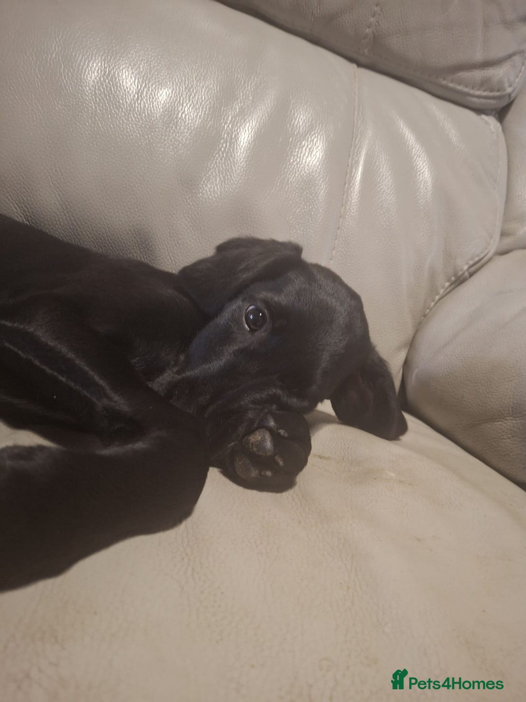 Mixed Breed dogs for sale: Puppies ready for their forever homes   in Grimsby - Image 11