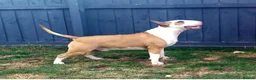 English Bull Terrier dogs for sale: 1 pure white male outstanding pedigree  - Advert 5