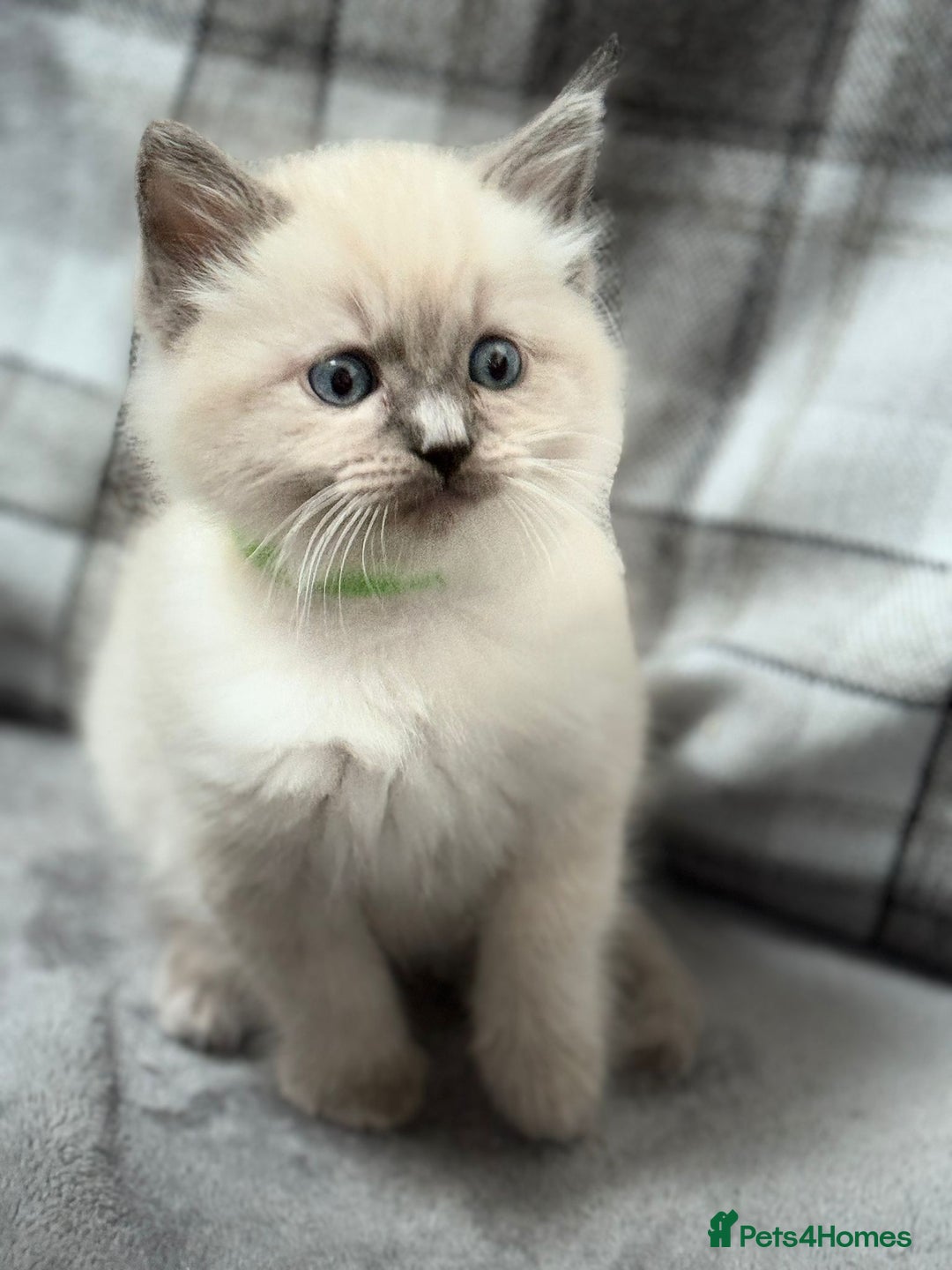 Ragdoll cats for sale: 5 beautiful blue point ragdolls - Image 4