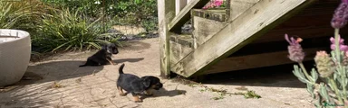 Border Terrier 3