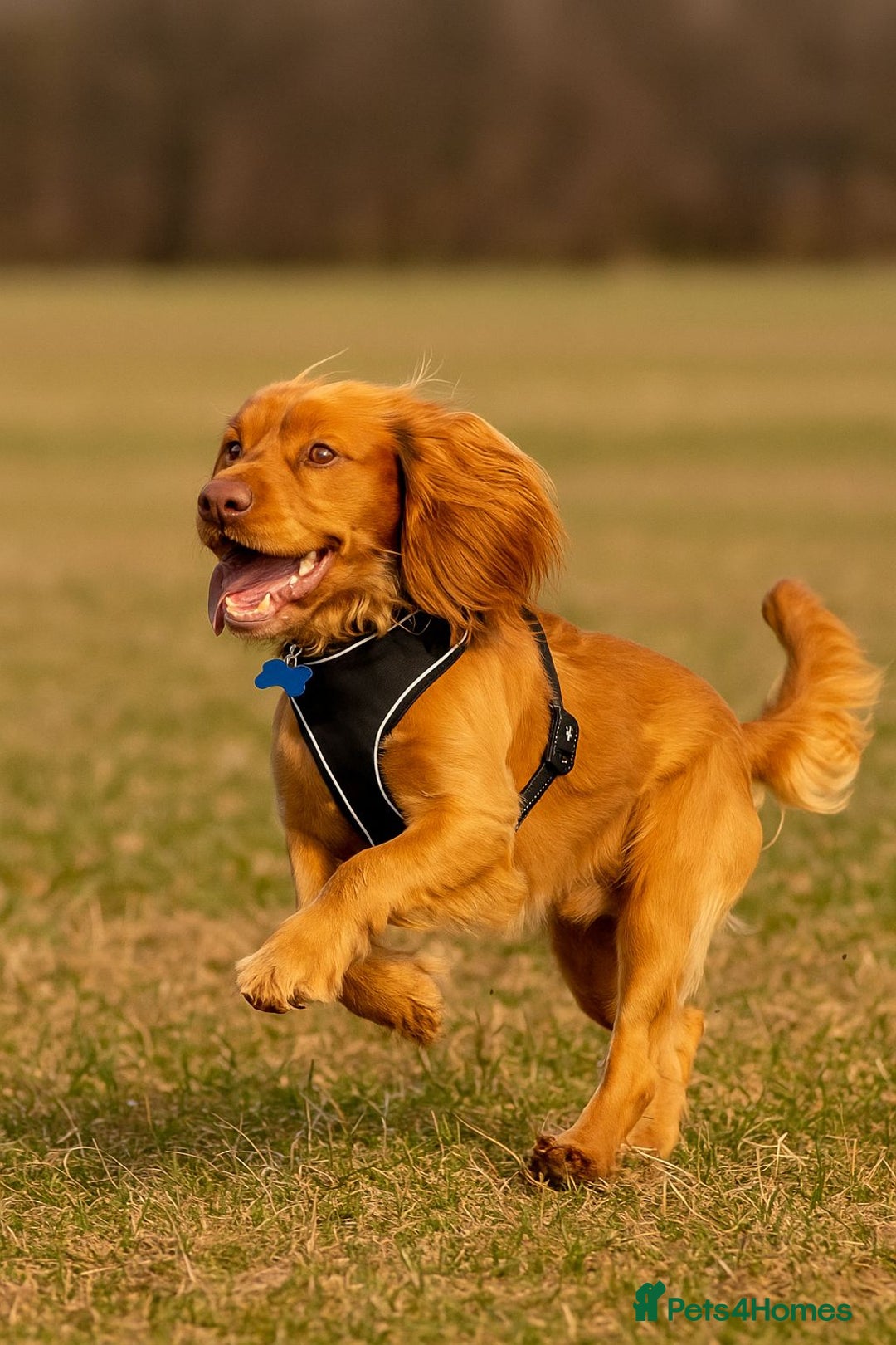 Cocker Spaniel dogs for sale: Adorable Male Cocker Spaniel - Advert 1