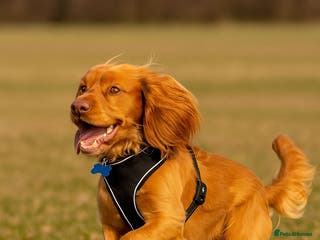 Cocker Spaniel dogs Adorable Male Cocker Spaniel - Advert 5