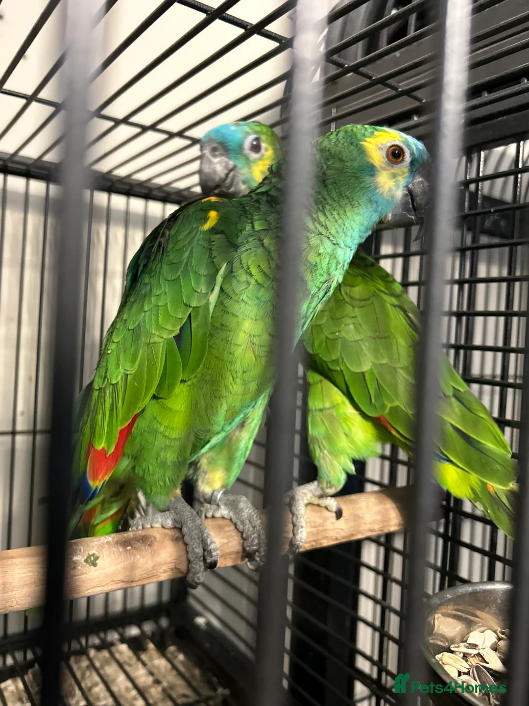 Parrots birds for sale: Hand Reared Blue Fronted Amazons  - Advert 3