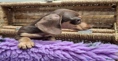 Dachshund dogs - Advert 11