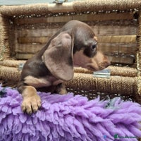 Dachshund dogs - Advert 11