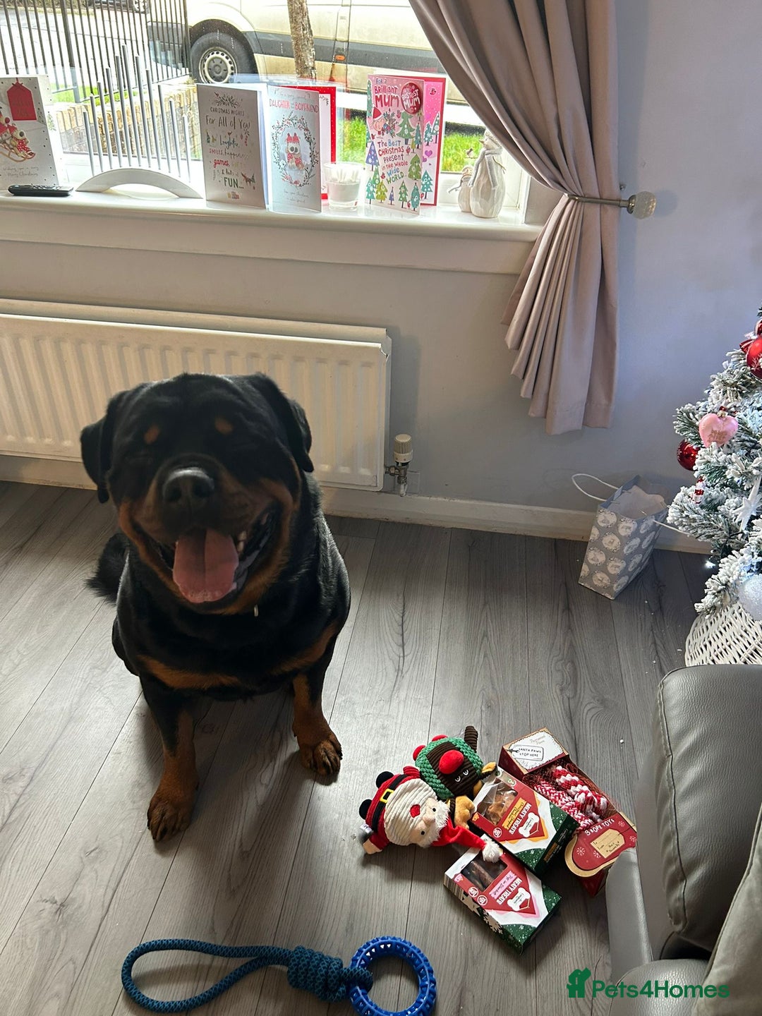 Rottweiler dogs for stud: Rottweiler - 4th generation KC registered pedigree - Advert 6