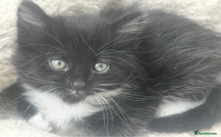Domestic Shorthair cats - Advert 8