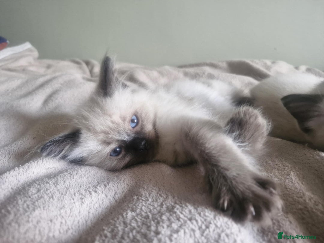 Ragdoll cats for sale: Seal Point Ragdoll – Boy Looking for a Loving Home - Advert 5
