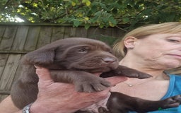 Labrador Retriever dogs for sale: Beautiful Chocolate Labrador Puppies. - Image 8