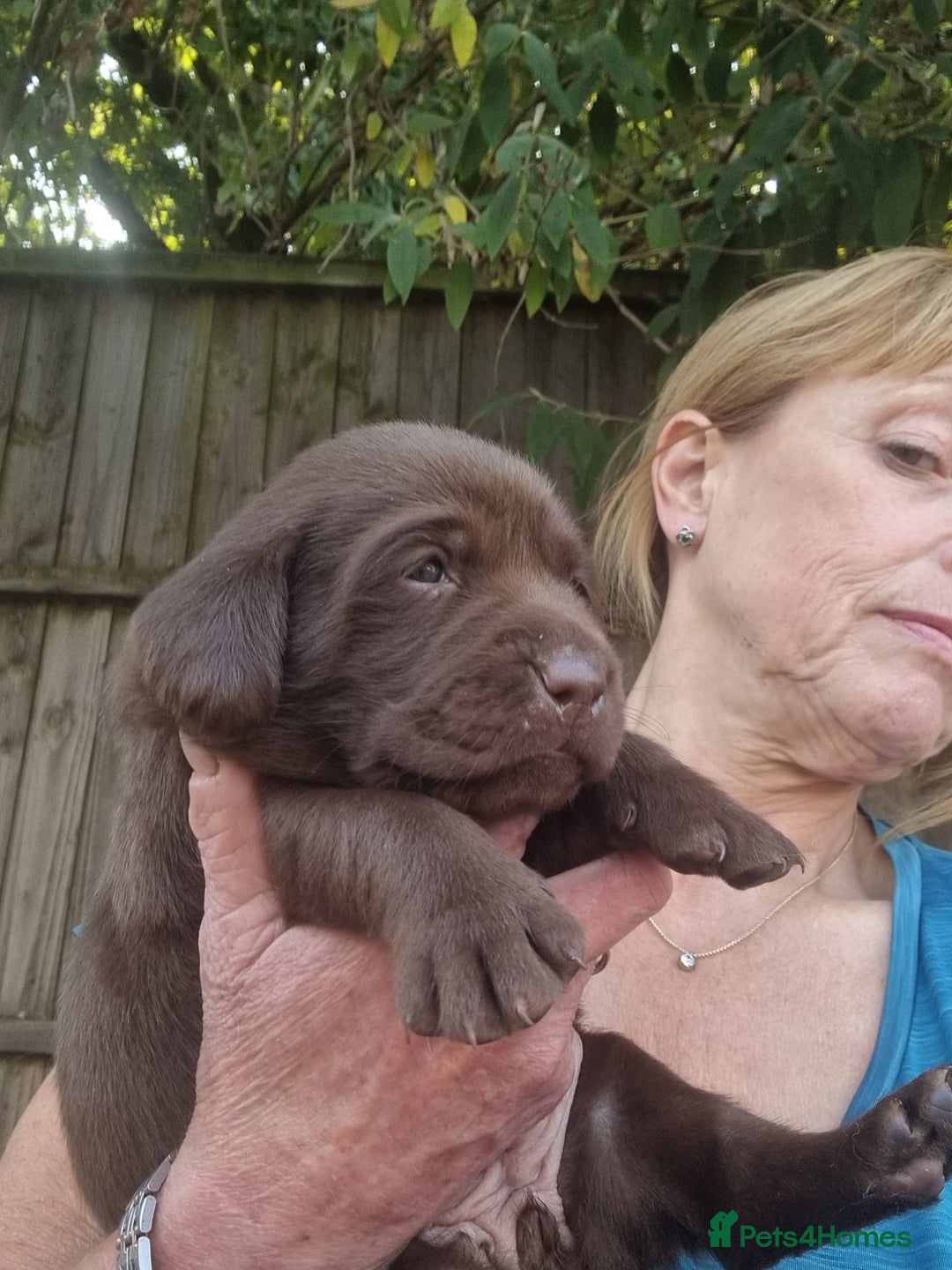 Labrador Retriever dogs for sale: Beautiful Chocolate Labrador Puppies. - Image 8