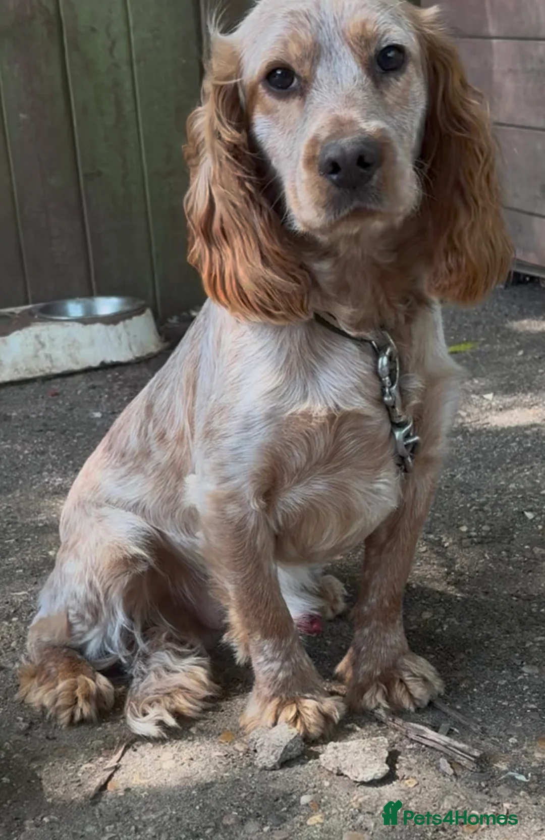 Sprocker dogs for sale: Spaniel puppies for sale - Advert 10