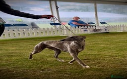 Whippet dogs for sale: Show Quality Blue Brindle KC Registered Whippets - Image 7