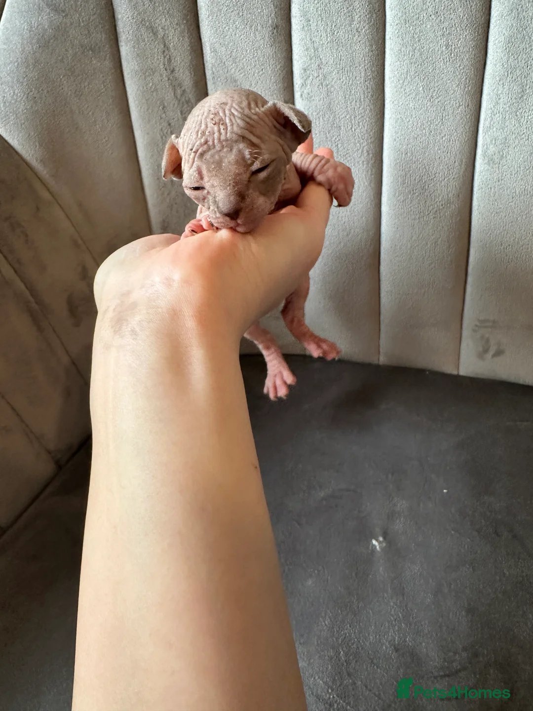 Sphynx cats for sale: beautiful Sphynx babies - Advert 3