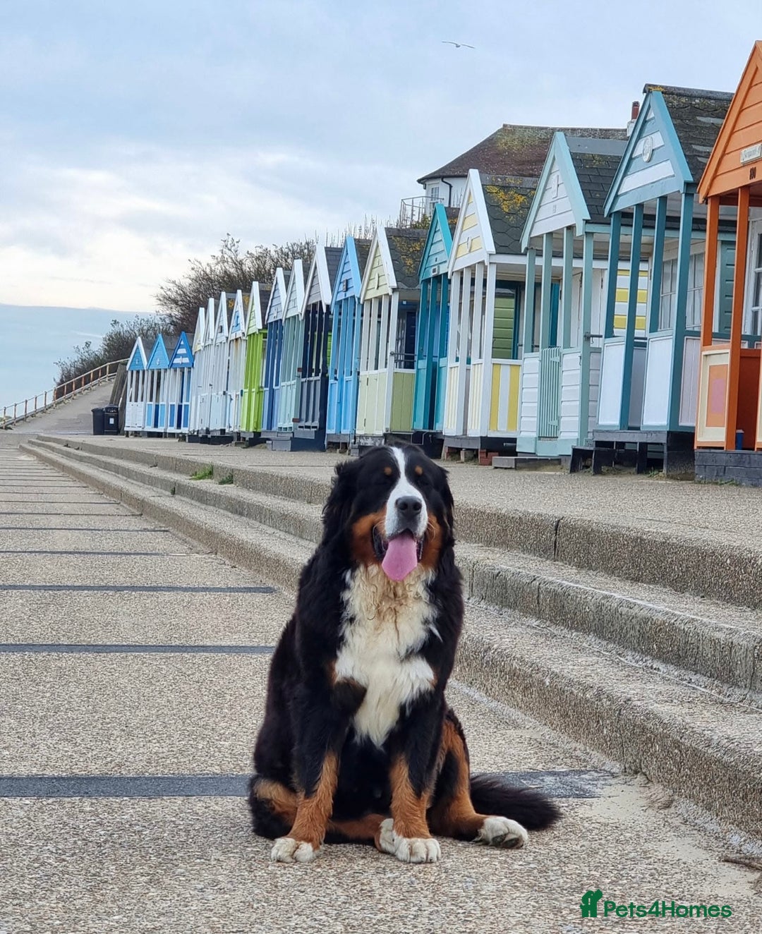 Bernese Mountain Dog dogs for sale: Beautiful Girl looking for her forever home  - Image 3