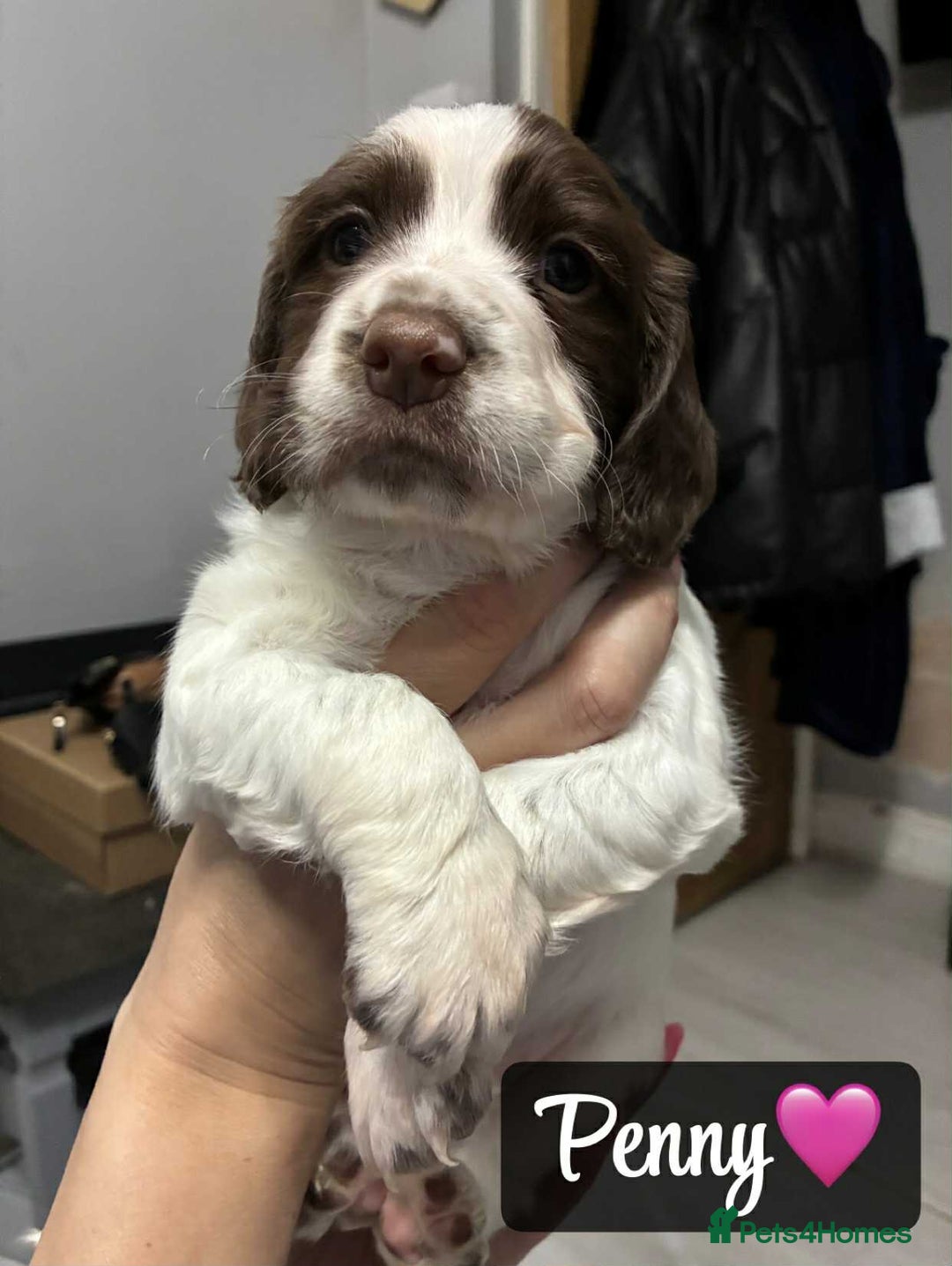 Sprocker dogs for sale: Stunning Sprocker puppies available  - Image 2