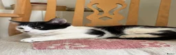 Mixed Breed cats for sale: 4 kittens for sale  - Advert 9