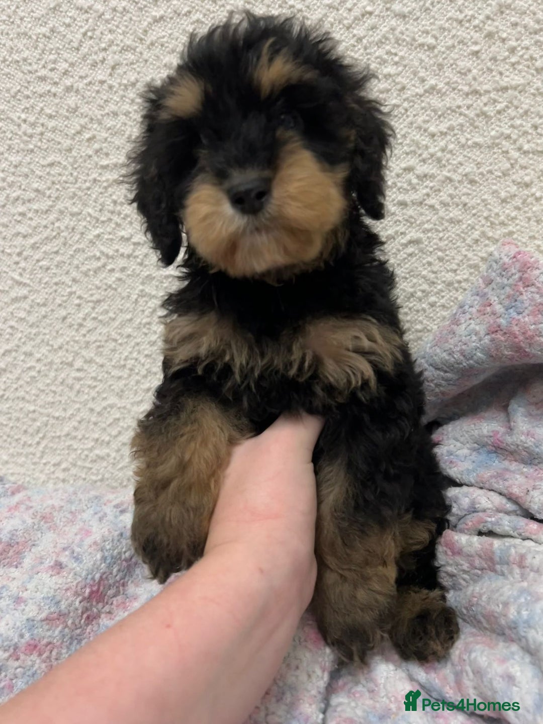 Cockapoo dogs for sale: Miniature heath tested cockapoos - Image 19
