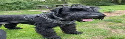 Giant Schnauzer dogs for sale: Vito--Handsome Young Male Giant in Morecambe - Advert 5