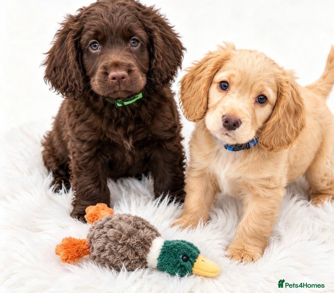 Cocker Spaniel dogs 2 stunning cocker boys ready now  - Advert 2