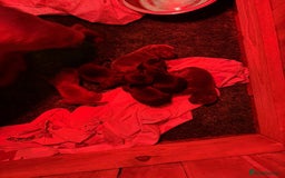 Staffordshire Bull Terrier dogs for sale: Beautiful staffordshire bull terrier puppies  - Image 9