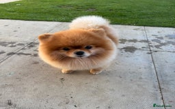 Pomeranian dogs for stud: Pomeranian stud in Stansted - Image 7