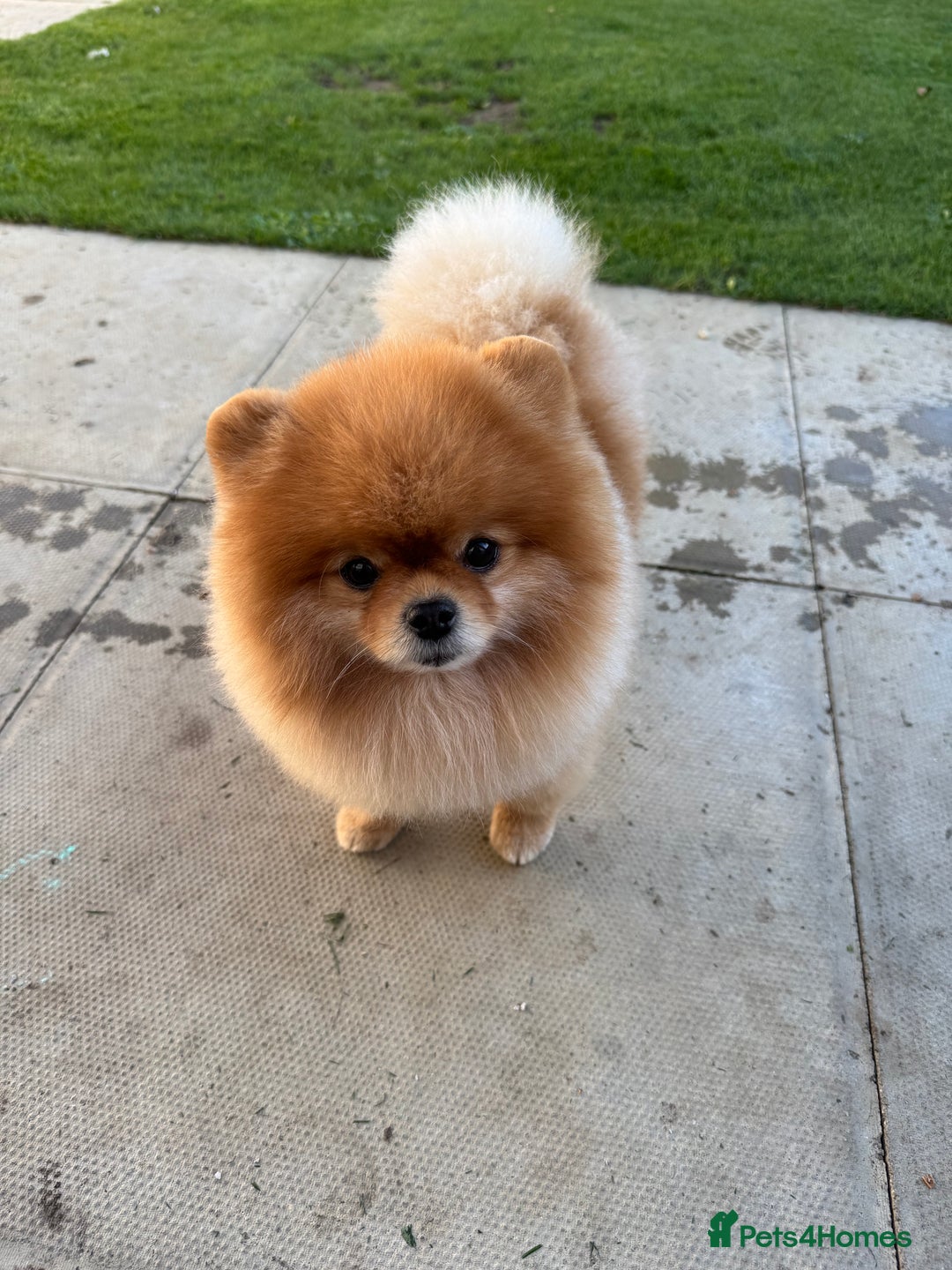 Pomeranian dogs for stud: Pomeranian stud in Stansted - Image 7
