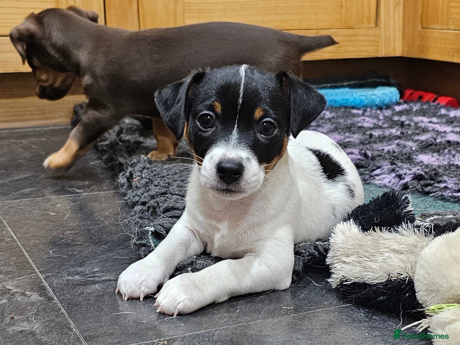 Jack Russell dogs Jack Russell Terrier pups for sale - Advert 1