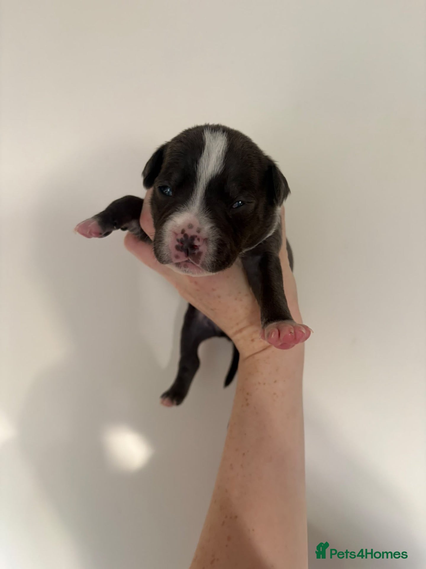 Staffordshire Bull Terrier dogs for sale: 10 Beautiful blue Staffordshire bull terrier pups - Advert 13