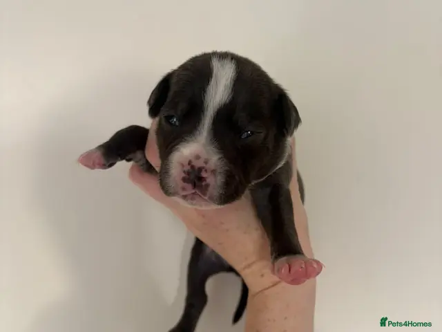 Staffordshire Bull Terrier dogs for sale: 10 Beautiful blue Staffordshire bull terrier pups - Advert 13