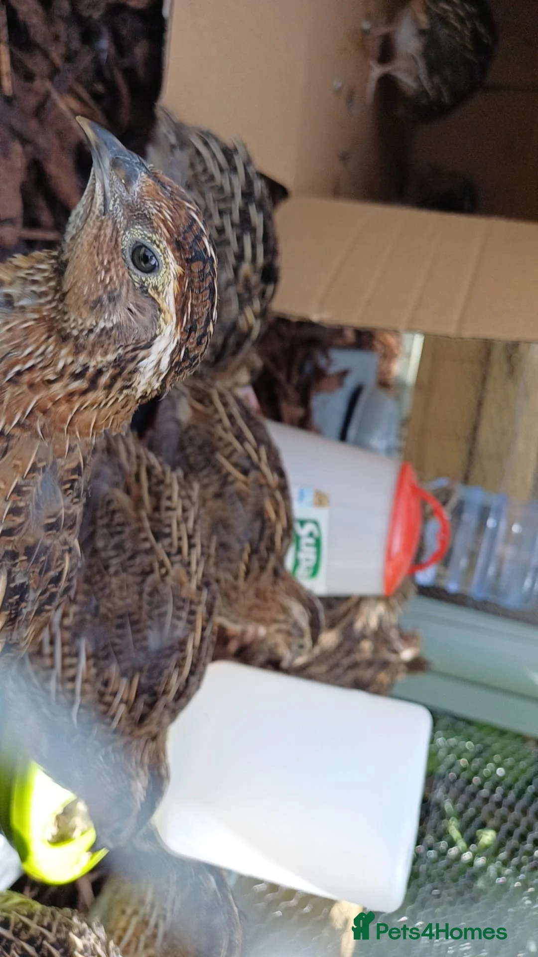 Quail poultry for sale: Coturnix quail for sale  in Truro - Advert 5