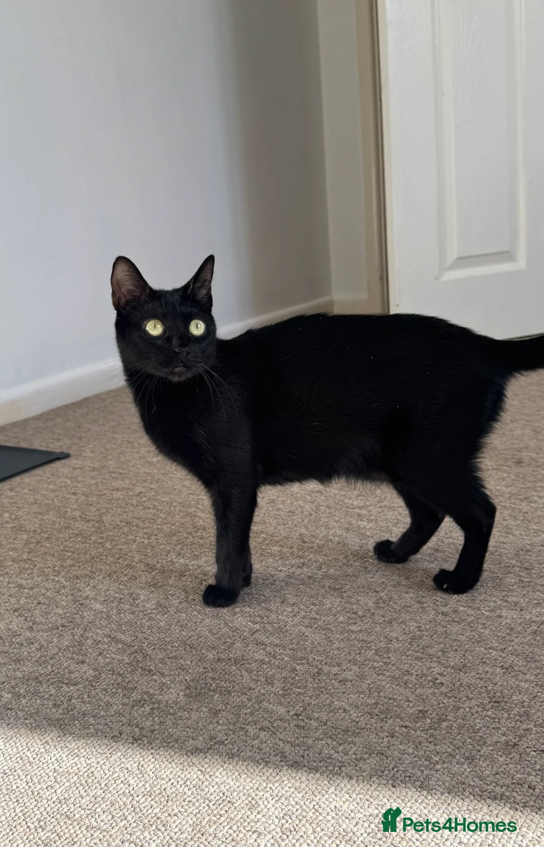 British Shorthair cats for sale: Half British Shorthair kittens - Advert 8