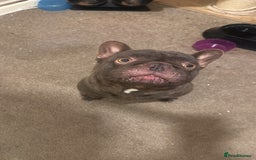 French Bulldog dogs for sale: Female and male French bulldogs  - Image 1