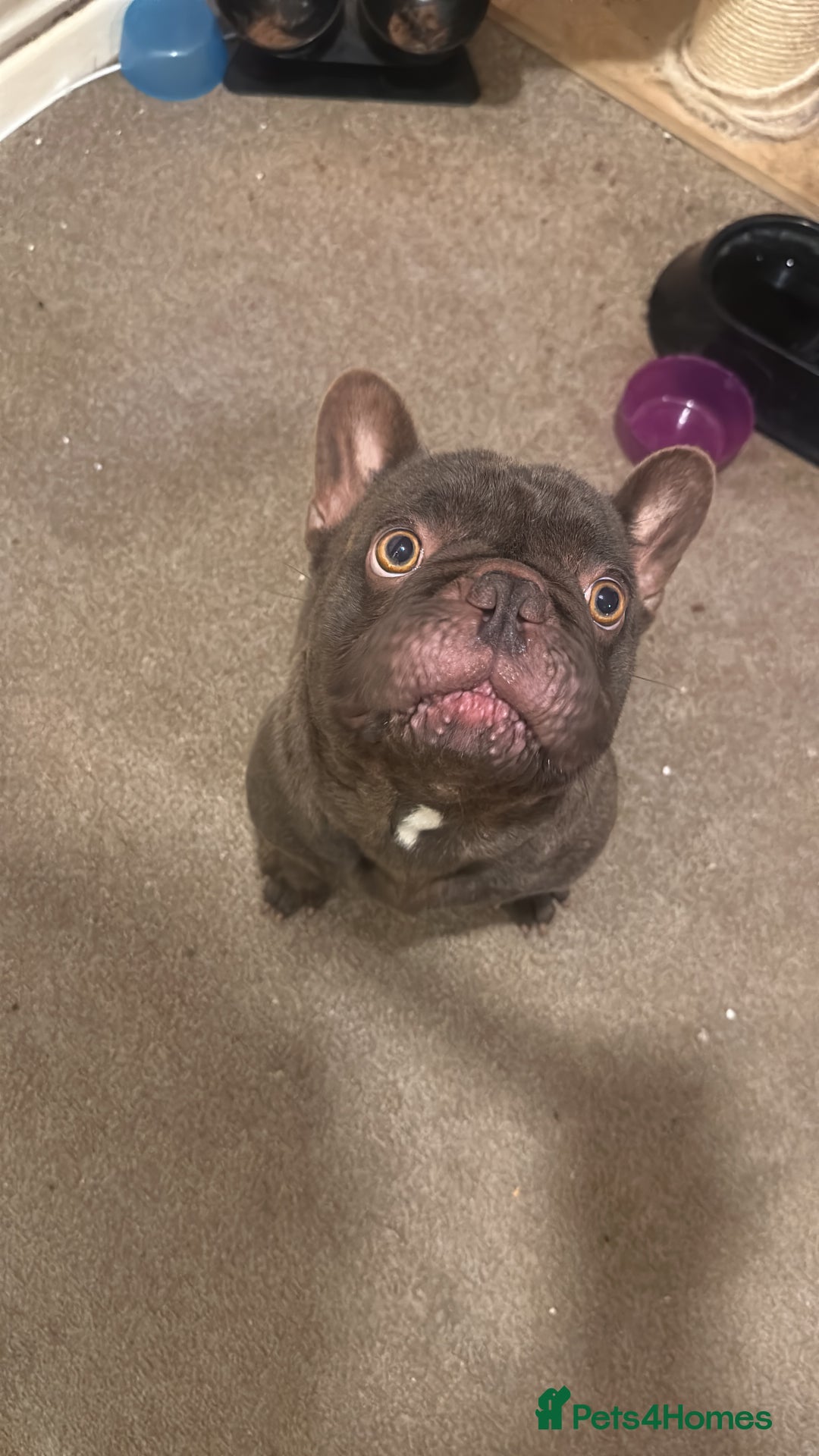 French Bulldog dogs for sale: Female and male French bulldogs  - Image 1