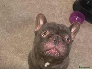 French Bulldog dogs - Advert 17