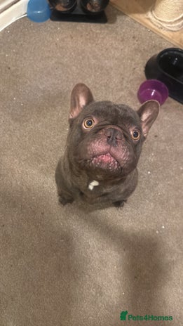 French Bulldog dogs - Advert 1